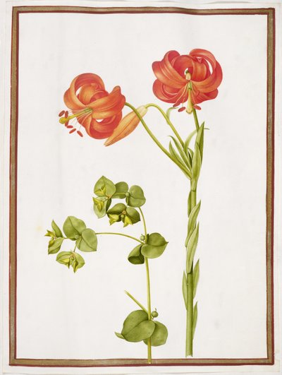 Spurge and Lilium Chalcedonicum by Nicolas Robert